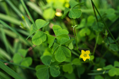 Oxalis stricta