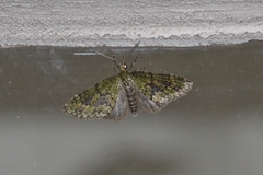 Acasis viretata