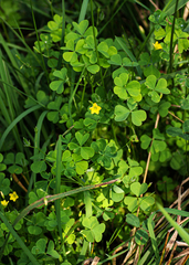 Oxalis stricta