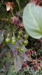 Solanum dulcamara