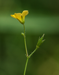 Oxalis stricta