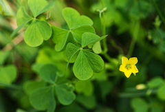 Oxalis stricta