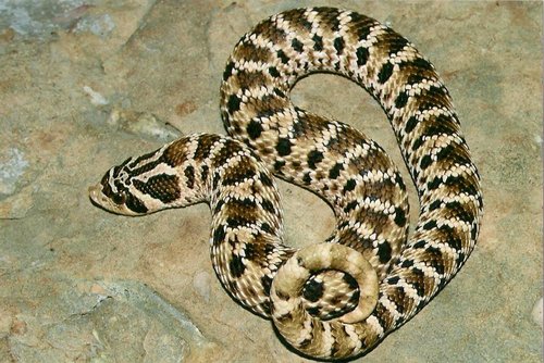 Mexican Hognose Snake