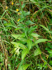 Hieracium laevigatum