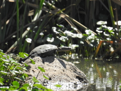 Mauremys rivulata