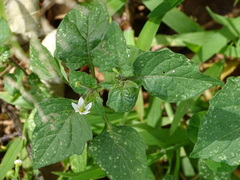 Solanum retroflexum