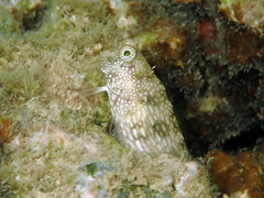 Salarias alboguttatus