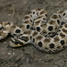 Mexican Hognose Snake - Photo (c) Michael Price, some rights reserved (CC BY-NC-ND), uploaded by Michael Price