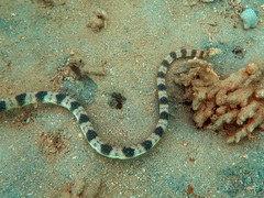 Hydrophis major
