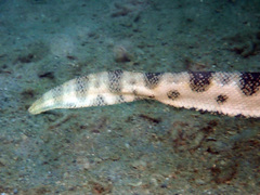 Hydrophis major