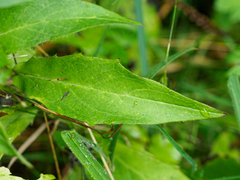 Hieracium laevigatum