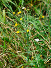 Hieracium laevigatum