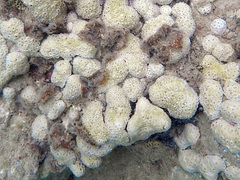 Palythoa tuberculosa image