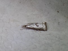 Microcrambus croesus