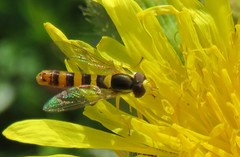 Sphaerophoria philanthus