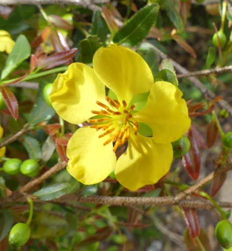 Ochna serrulata