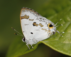 Hypolycaena othona