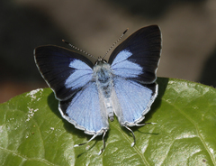 Hypolycaena othona