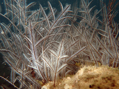 Macrorhynchia philippina