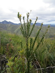 Liparia hirsuta