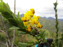 Liparia hirsuta