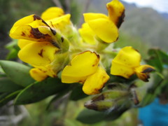 Liparia hirsuta