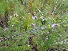 Psoralea speciosa