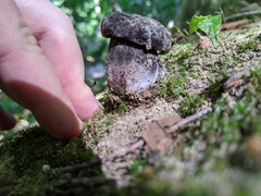 Tylopilus griseocarneus