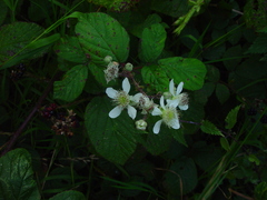 Rubus newbouldii