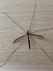 Tipula sayi