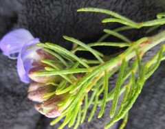 Psoralea speciosa