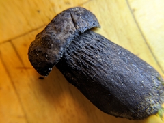 Tylopilus griseocarneus