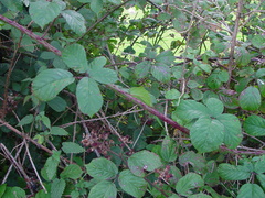 Rubus newbouldii