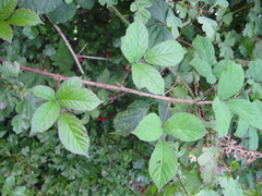 Rubus newbouldii