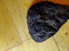 Tylopilus griseocarneus