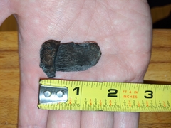 Tylopilus griseocarneus