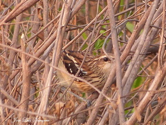 Myrmorchilus strigilatus