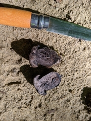 Tylopilus griseocarneus