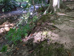 Tylopilus griseocarneus