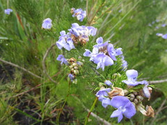 Psoralea speciosa