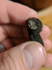 Tylopilus griseocarneus