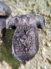 Tylopilus griseocarneus