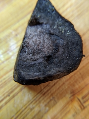 Tylopilus griseocarneus