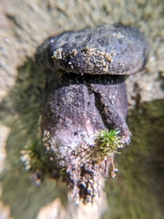 Tylopilus griseocarneus