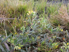 Rhynchosia leucoscias