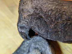 Tylopilus griseocarneus