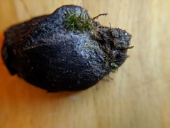 Tylopilus griseocarneus