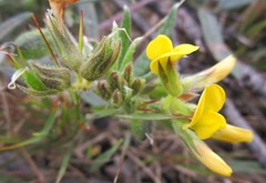 Rhynchosia leucoscias