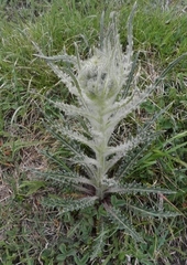 Cirsium foliosum