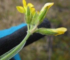 Rhynchosia leucoscias